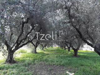 Αγροτεμάχια 1.500 τ.μ. για πώληση, Αχαΐα, Ρίο-thumb-24