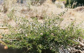 Οικόπεδο 700 τ.μ. για πώληση, Αχαΐα, Βραχναίικα-thumb-24