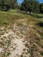 Αγροτεμάχια 3.000 τ.μ. για πώληση, Αχαΐα, Μεσσατίδα-thumb-14