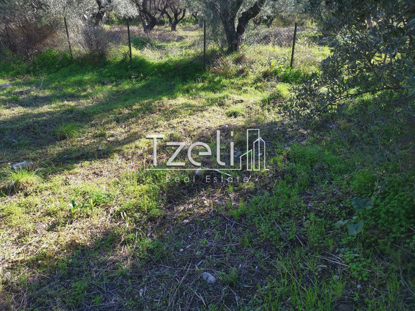 Parcel 3.000sqm for sale-Messatida » Ligies