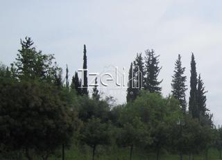 Οικόπεδο 8.000 τ.μ. για πώληση, Αχαΐα, Μεσσατίδα-thumb-5