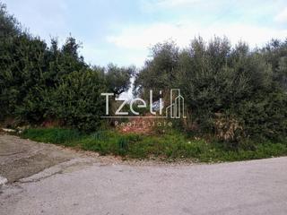 Οικόπεδο 8.000 τ.μ. για πώληση, Αχαΐα, Μεσσατίδα-thumb-7