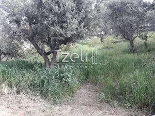 Οικόπεδο 8.000 τ.μ. για πώληση, Αχαΐα, Μεσσατίδα-thumb-21