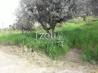 Οικόπεδο 8.000 τ.μ. για πώληση, Αχαΐα, Μεσσατίδα-thumb-22