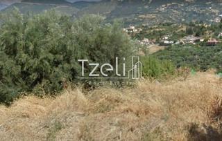 Οικόπεδο 520 τ.μ. για πώληση, Αχαΐα, Μεσσατίδα-thumb-15