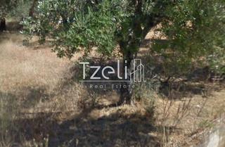 Οικόπεδο 520 τ.μ. για πώληση, Αχαΐα, Μεσσατίδα-thumb-24
