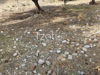 Οικόπεδο 250 τ.μ. για πώληση, Αχαΐα, Μεσσατίδα-thumb-18