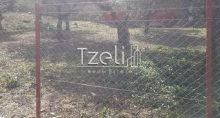Οικόπεδο 1.000 τ.μ. για πώληση, Αχαΐα, Μεσσατίδα-thumb-3