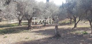 Οικόπεδο 1.000 τ.μ. για πώληση, Αχαΐα, Μεσσατίδα-thumb-7