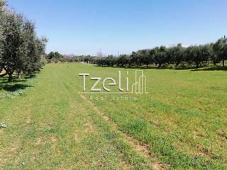 Οικόπεδο 6.400 τ.μ. για πώληση, Αχαΐα, Μόβρη-thumb-6