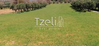 Οικόπεδο 6.400 τ.μ. για πώληση, Αχαΐα, Μόβρη-thumb-10