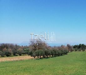 Οικόπεδο 6.400 τ.μ. για πώληση, Αχαΐα, Μόβρη-thumb-25