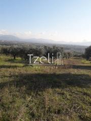 Οικόπεδο 3.500 τ.μ. για πώληση, Αχαΐα, Μεσσατίδα-thumb-8
