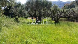 Οικόπεδο 3.500 τ.μ. για πώληση, Αχαΐα, Μεσσατίδα-thumb-20