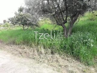 Οικόπεδο 1.500 τ.μ. για πώληση