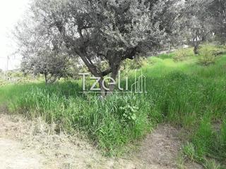 Οικόπεδο 1.000 τ.μ. για πώληση, Αχαΐα, Μεσσατίδα-thumb-23