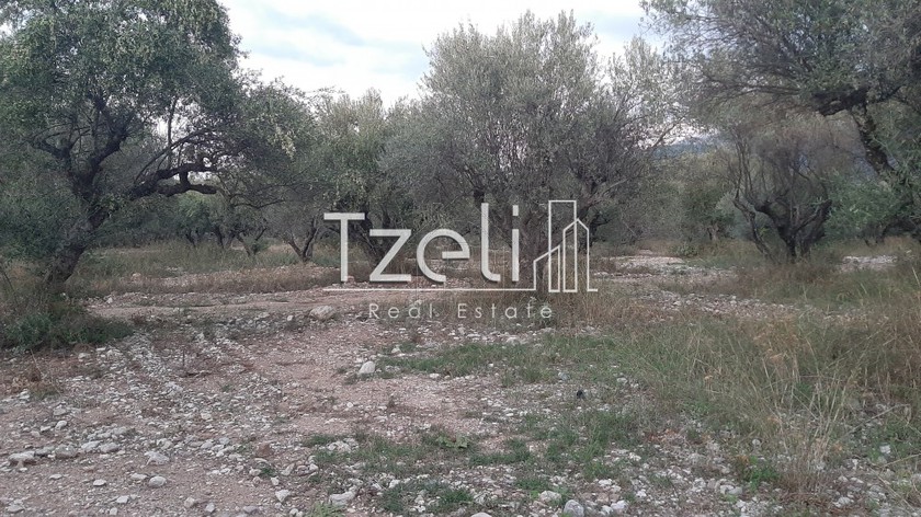 Οικόπεδο 2.800 τ.μ. για πώληση