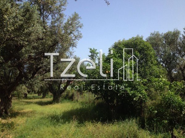 Land plot 6.000 sqm for sale