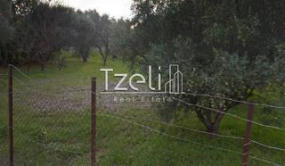 Οικόπεδο 8.000 τ.μ. για πώληση, Αχαΐα, Ρίο-thumb-17