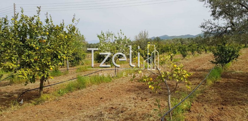 Land plot 13.000sqm for sale-Dytikis Achaias » Lampreika