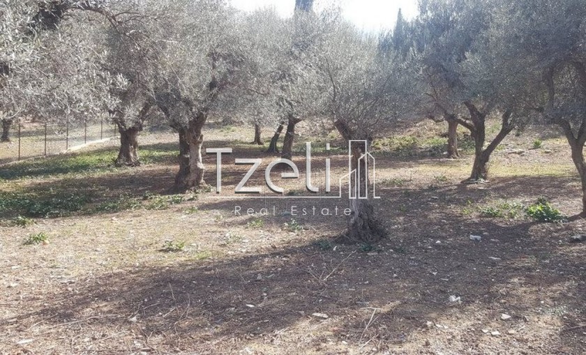 Land plot 4.200sqm for sale-Messatida » Kallitheokampos