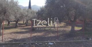 Οικόπεδο 4.200 τ.μ. για πώληση, Αχαΐα, Μεσσατίδα-thumb-9