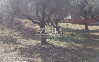 Οικόπεδο 4.200 τ.μ. για πώληση, Αχαΐα, Μεσσατίδα-thumb-12