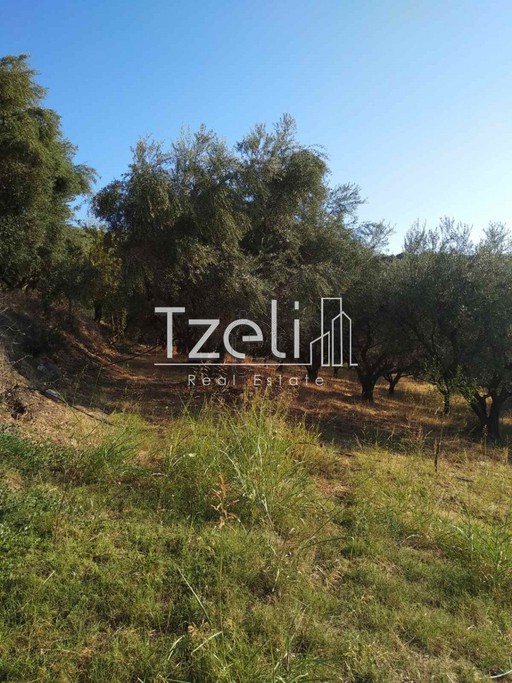 Parcel 4.000sqm for sale-Messatida » Krini