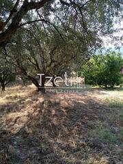 Αγροτεμάχια 4.000 τ.μ. για πώληση, Αχαΐα, Μεσσατίδα-thumb-3