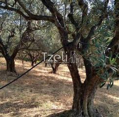 Αγροτεμάχια 4.000 τ.μ. για πώληση, Αχαΐα, Μεσσατίδα-thumb-5
