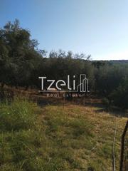 Αγροτεμάχια 4.000 τ.μ. για πώληση, Αχαΐα, Μεσσατίδα-thumb-7