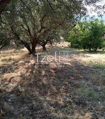 Αγροτεμάχια 4.000 τ.μ. για πώληση, Αχαΐα, Μεσσατίδα-thumb-11
