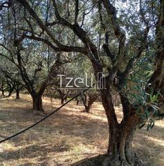 Αγροτεμάχια 4.000 τ.μ. για πώληση, Αχαΐα, Μεσσατίδα-thumb-13