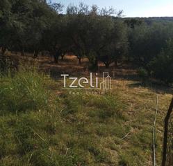 Αγροτεμάχια 4.000 τ.μ. για πώληση, Αχαΐα, Μεσσατίδα-thumb-14