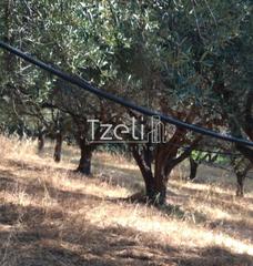 Αγροτεμάχια 4.000 τ.μ. για πώληση, Αχαΐα, Μεσσατίδα-thumb-15