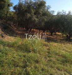 Αγροτεμάχια 4.000 τ.μ. για πώληση, Αχαΐα, Μεσσατίδα-thumb-20