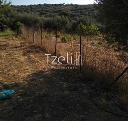 Αγροτεμάχια 4.000 τ.μ. για πώληση, Αχαΐα, Μεσσατίδα-thumb-24