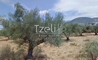Οικόπεδο 470 τ.μ. για πώληση, Αχαΐα, Μεσσατίδα-thumb-4