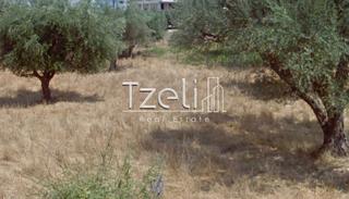 Οικόπεδο 470 τ.μ. για πώληση, Αχαΐα, Μεσσατίδα-thumb-7