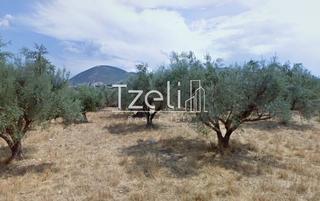 Οικόπεδο 470 τ.μ. για πώληση, Αχαΐα, Μεσσατίδα-thumb-18