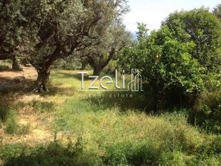Οικόπεδο 11.000 τ.μ. για πώληση, Αχαΐα, Μεσσατίδα-thumb-3