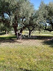 Οικόπεδο 11.000 τ.μ. για πώληση, Αχαΐα, Μεσσατίδα-thumb-8