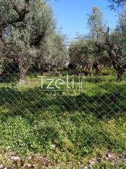 Οικόπεδο 11.000 τ.μ. για πώληση, Αχαΐα, Μεσσατίδα-thumb-12