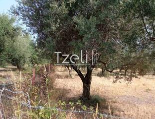 Οικόπεδο 12.500 τ.μ. για πώληση, Αχαΐα, Μεσσατίδα-thumb-19