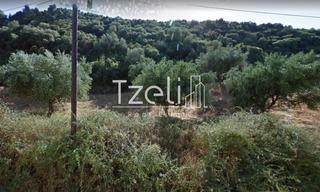 Οικόπεδο 12.500 τ.μ. για πώληση, Αχαΐα, Μεσσατίδα-thumb-21