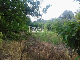 Οικόπεδο 1.300 τ.μ. για πώληση, Αχαΐα, Μεσσατίδα-thumb-4