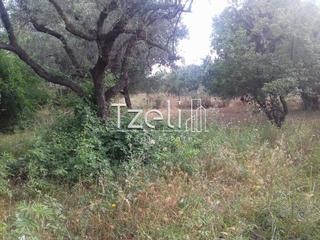 Οικόπεδο 1.300 τ.μ. για πώληση, Αχαΐα, Μεσσατίδα-thumb-6
