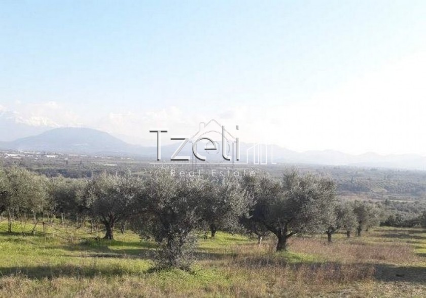 Αγροτεμάχια 18.000 τ.μ. για πώληση