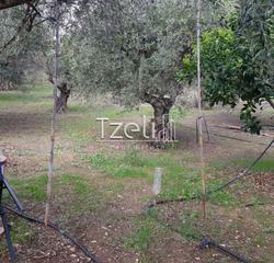 Οικόπεδο 1.500 τ.μ. για πώληση, Αχαΐα, Μεσσατίδα-thumb-14