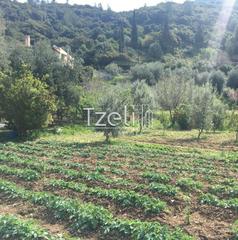 Οικόπεδο 1.500 τ.μ. για πώληση, Αχαΐα, Μεσσατίδα-thumb-15